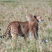 Buy canvas prints of 'Cheetah Hugs' - Mother and Son in the Maasai Mara by Tracey Turner