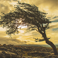 Buy canvas prints of Golden Skies on Twistelton Scar by Jim Day
