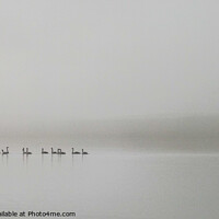 Buy canvas prints of Swans in the mist by Jim Day