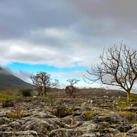 Buy canvas prints of Limestone Pavement Trees by Jim Day