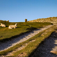 Buy canvas prints of Sheep on the Path by Jim Day