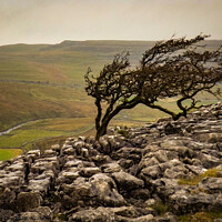 Buy canvas prints of Hawthorn on Limestone  by Jim Day