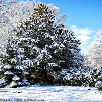 Buy canvas prints of Yew tree with April Snow by Martin Davis