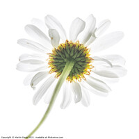 Buy canvas prints of Behind the Ox Eye Daisy by Martin Davis