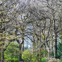 Buy canvas prints of Trees in Spring by Martin Davis