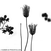 Buy canvas prints of Winter Seed Heads by Martin Davis