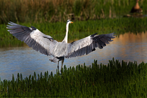 Grey Heron Spreading its Wings Picture Board by Martin Davis