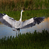 Buy canvas prints of Grey Heron Spreading its Wings by Martin Davis