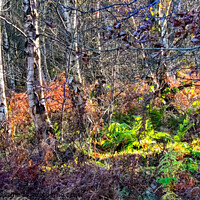 Buy canvas prints of Autumn Woodland by Martin Davis