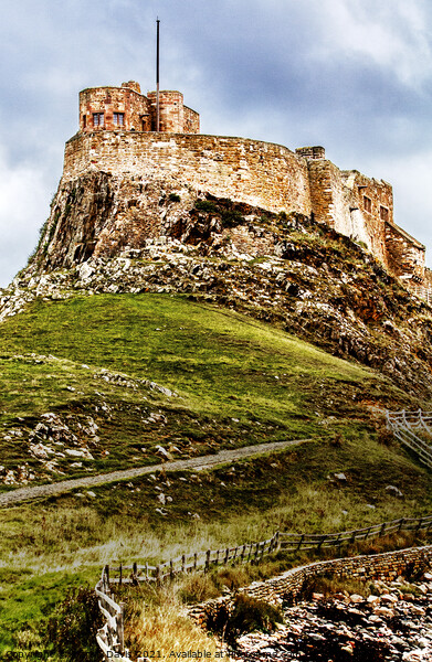 Lindesfarne Castle Picture Board by Martin Davis