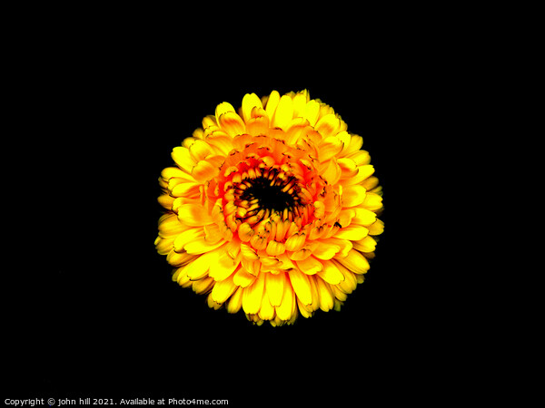 Yellow Chrysanthemum. Picture Board by john hill