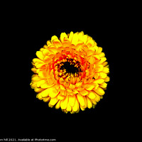 Buy canvas prints of Yellow Chrysanthemum. by john hill