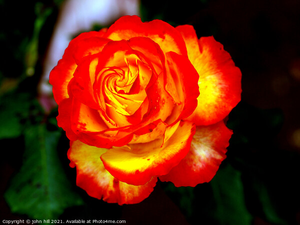 Red and Yellow hybrid Rose Picture Board by john hill
