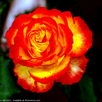 Buy canvas prints of Red and Yellow hybrid Rose by john hill