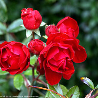 Buy canvas prints of Red Roses by john hill