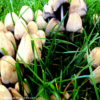 Buy canvas prints of Toadstools or mushrooms by john hill