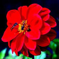 Buy canvas prints of Dahlia (with Hoverflies) by john hill
