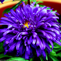 Buy canvas prints of Aster (violet blue) in Macro by john hill