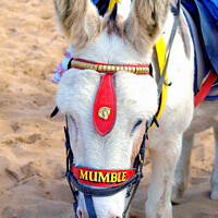 Buy canvas prints of Beach Donkey, Skegness. by john hill