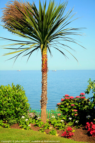 English palm tree. Picture Board by john hill