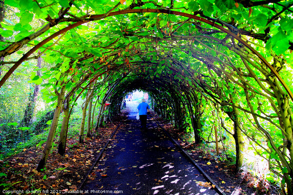 Tree Tunnel. Picture Board by john hill
