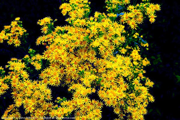 Ragwort flowers in close up. Picture Board by john hill