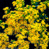 Buy canvas prints of Ragwort flowers in close up. by john hill
