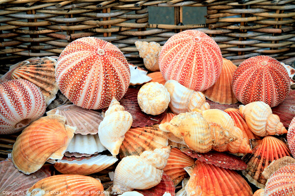 Seashells and Urchins. Picture Board by john hill