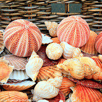Buy canvas prints of Seashells and Urchins. by john hill