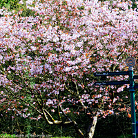 Buy canvas prints of Cherry Blossom. by john hill