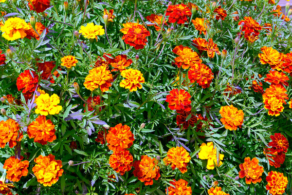 Marigold Tagetes patula flowers Picture Board by john hill