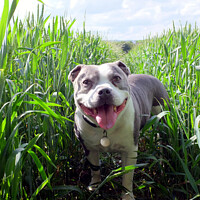 Buy canvas prints of Dog in Wheatfield. by john hill