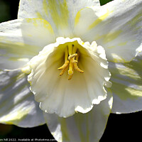 Buy canvas prints of Hybrid White Daffodil. ( Narcissus ) by john hill