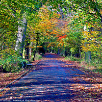 Buy canvas prints of Autumn Avenue. by john hill
