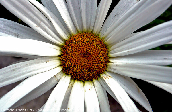 giant Daisy in close up. Picture Board by john hill