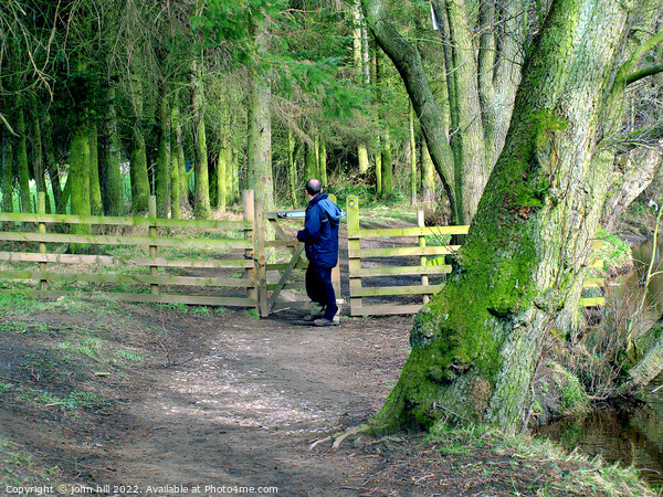 Woodland walk, Derbyshire. Picture Board by john hill