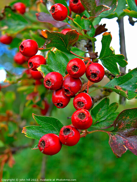 Hawthorne berries. Picture Board by john hill