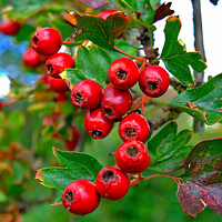 Buy canvas prints of Hawthorne berries. by john hill