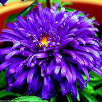 Buy canvas prints of Aster (violet blue) in Macro by john hill