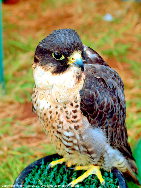 Peregrine Saker Falcon. Picture Board by john hill