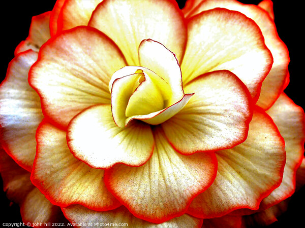 Begonia  close-up. Picture Board by john hill