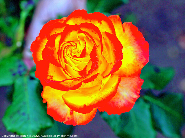 Red and Yellow Rose head in Close up. Picture Board by john hill