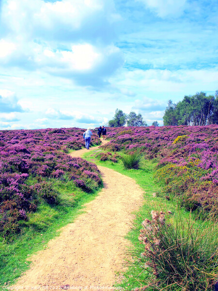 Flowering heather walk. Picture Board by john hill