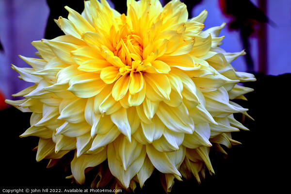 White Dahlia head in close up. Picture Board by john hill