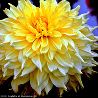 Buy canvas prints of White Dahlia head in close up. by john hill
