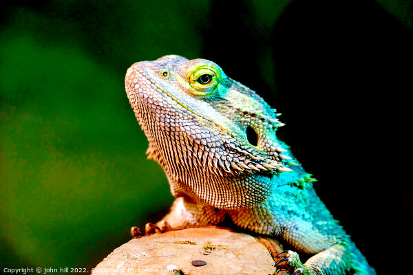 A close up of a bearded lizard Picture Board by john hill