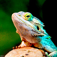 Buy canvas prints of A close up of a bearded lizard by john hill