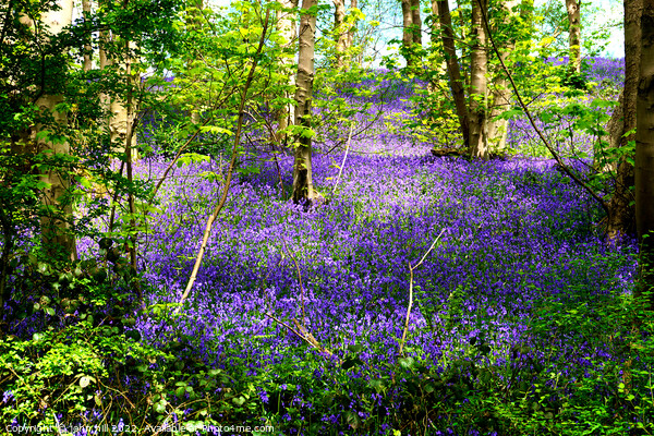 Bluebell woodland carpet Picture Board by john hill