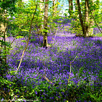 Buy canvas prints of Bluebell woodland carpet by john hill