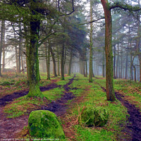 Buy canvas prints of Misty woodland in Winter. by john hill